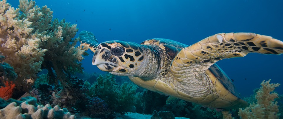Turtle swimming under water in Bequia